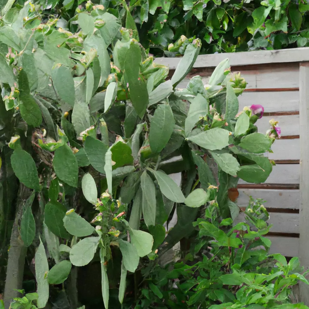 Elefantenohr-Kaktus (Opuntia microdasys)