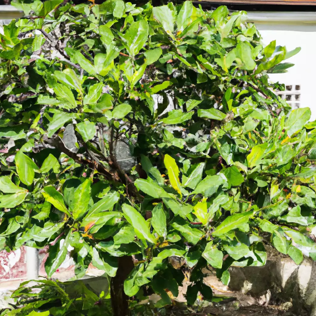 Geigenfeige (Ficus lyrata)