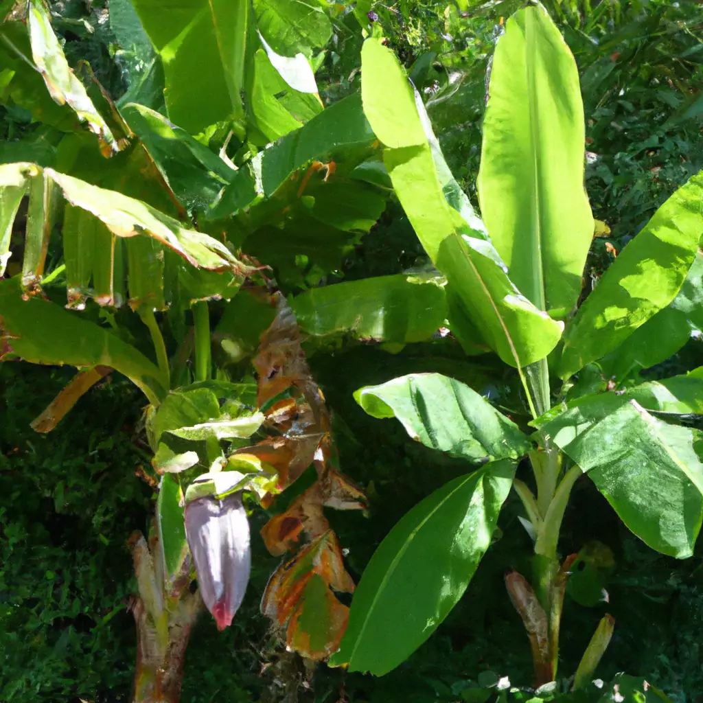 Havanna-Banane